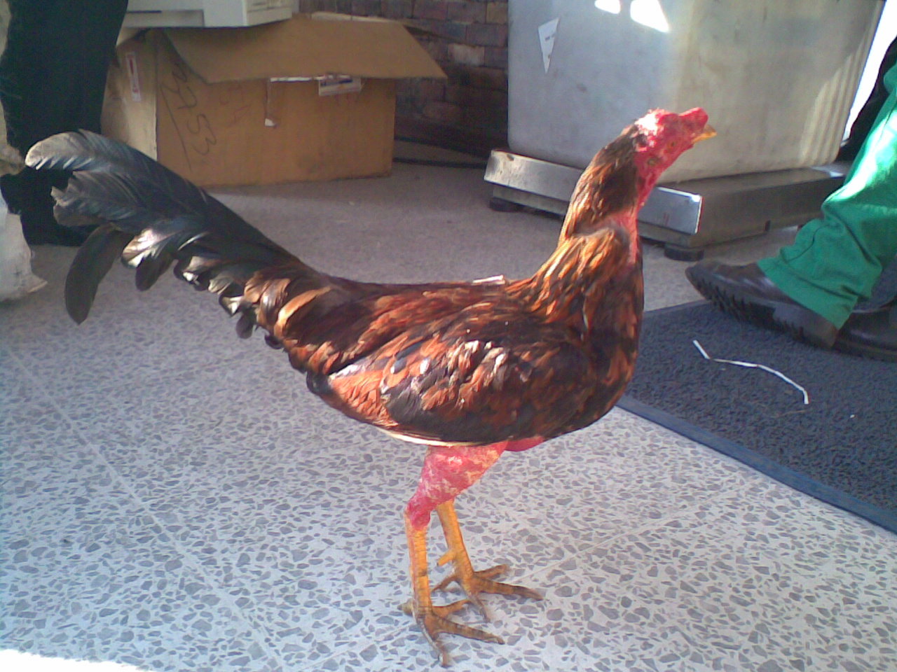 Pollos Finos