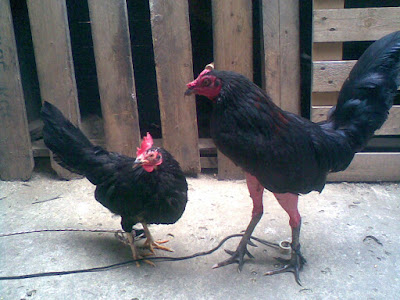 gallina y gallo negro finos para sacar pollitos de pelea