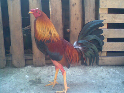 GALLO FINOS COLOMBIANO gallo finos colombiano:
