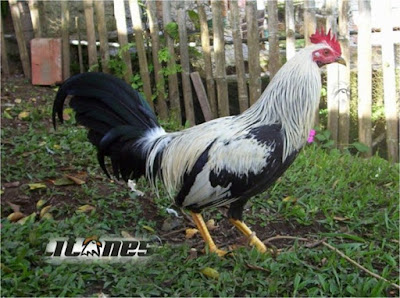 foto de gallo giro de mexico en criadero titanes uicado en cali