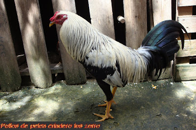gallo de mexico o mexico colombiano fino de color giro con negro