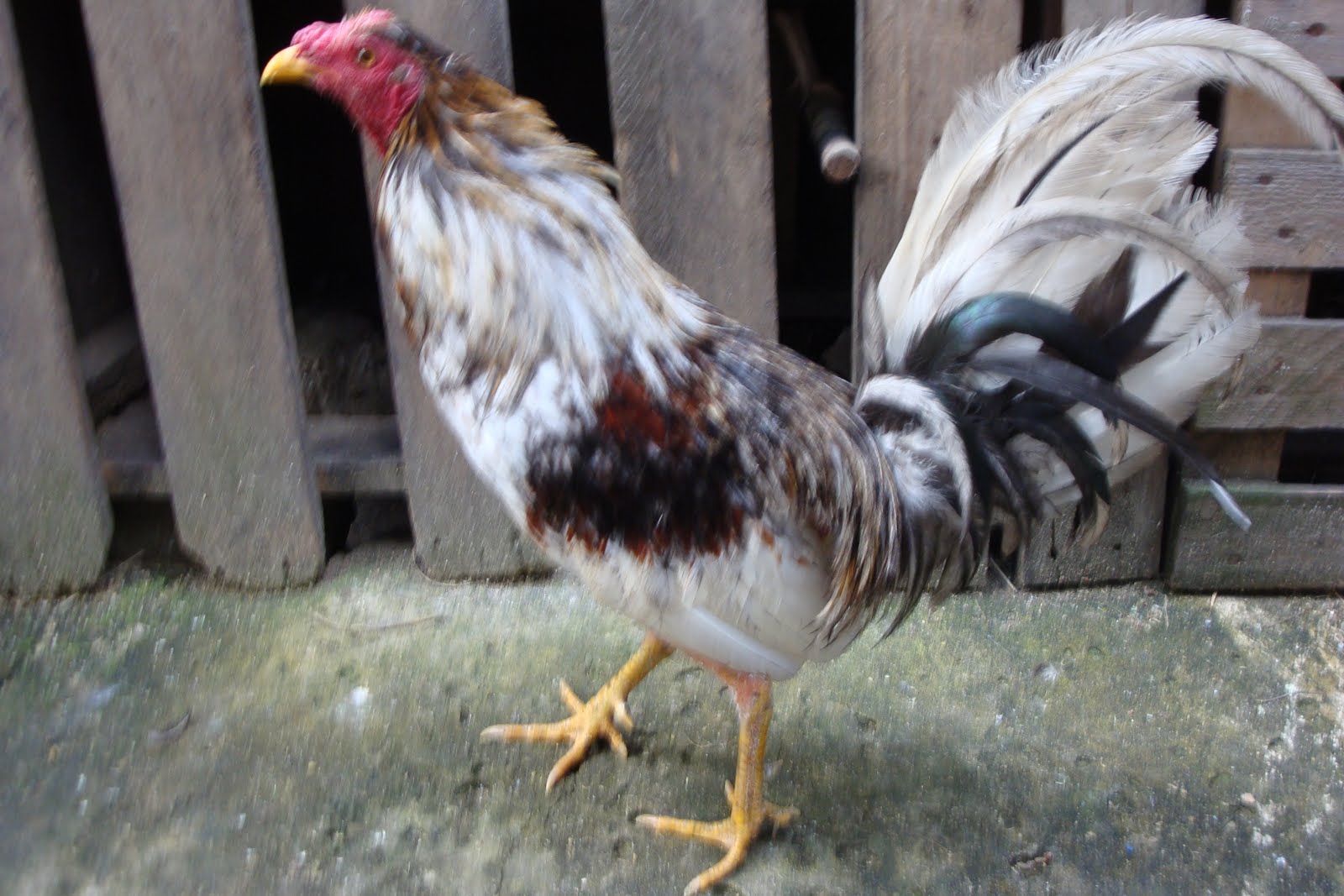 Imagenes de gallos giros cenizos Imagui