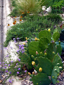 GARDENISTA: Done! (for this year)