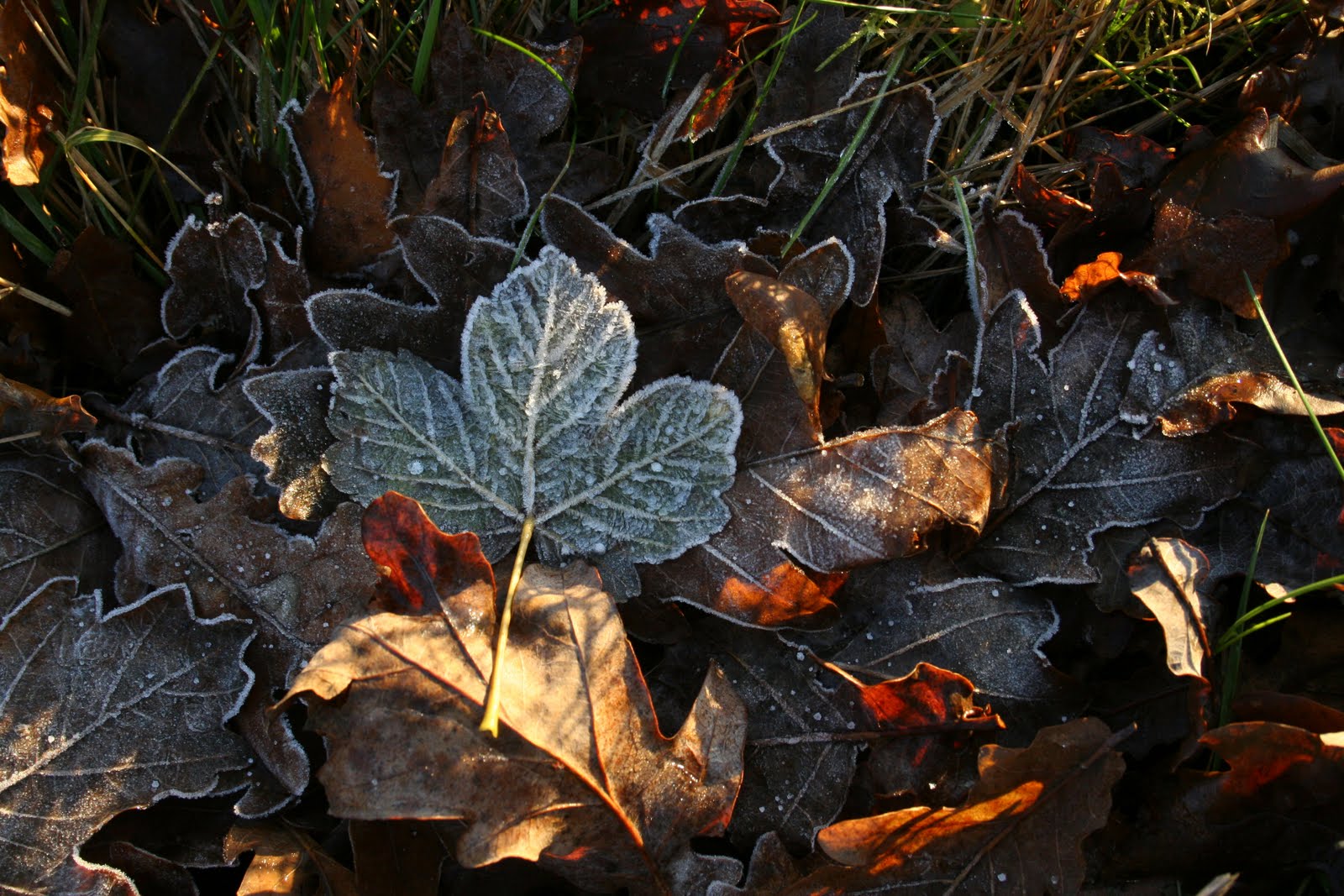 [frozen+leaves.jpg]