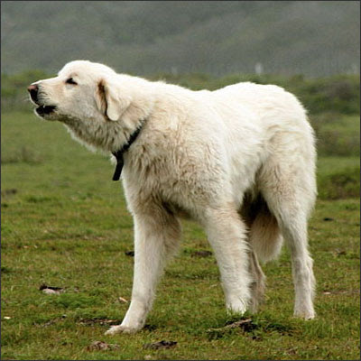Akbash Dog Breed