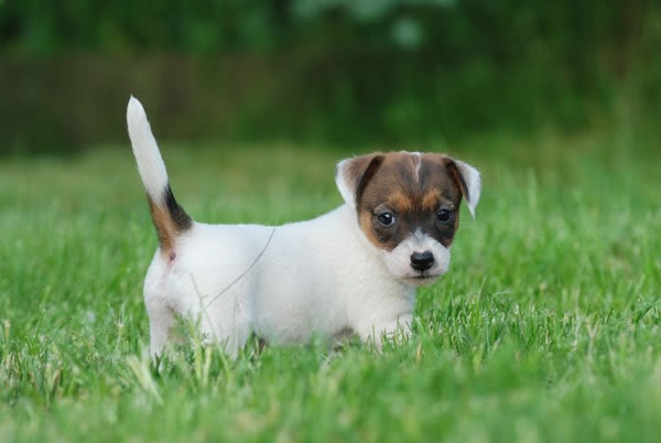 jack russell terrier potty training