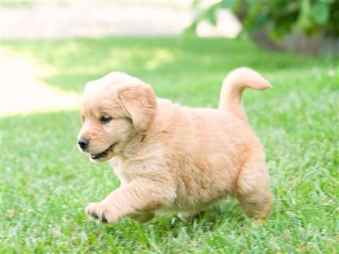 Groomed Golden Retriever