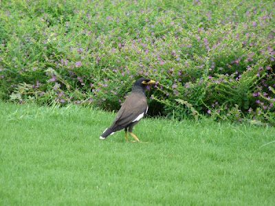 The Myna: The MOST annoying bird in Hawaii. This bird is like a crow. The Myna: The MOST annoying bird in Hawaii. This bird is like a crow.