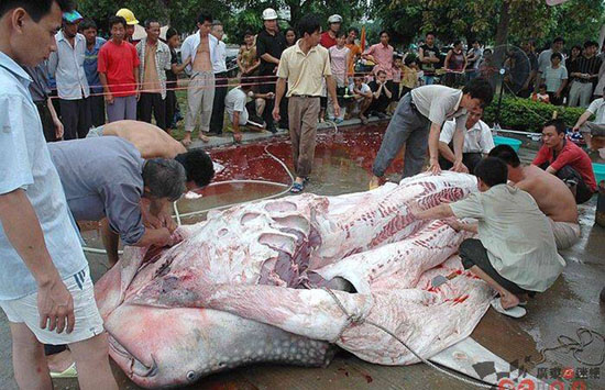 Ikan Hius Paus Dikuliti Dan Dipotong Ikan Hius Paus Dikuliti Dan Dipotong