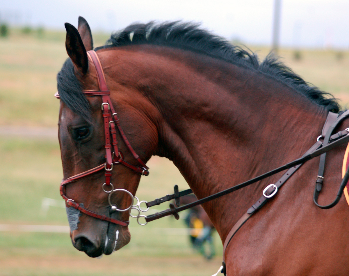 Differences In Gag/elevator Bits? The Horse Forum, 52 OFF