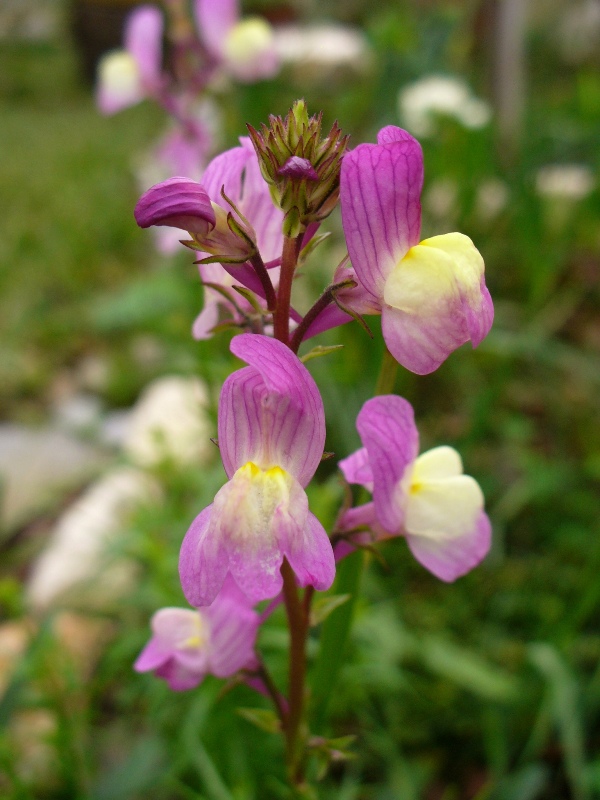 [linaria1.JPG]