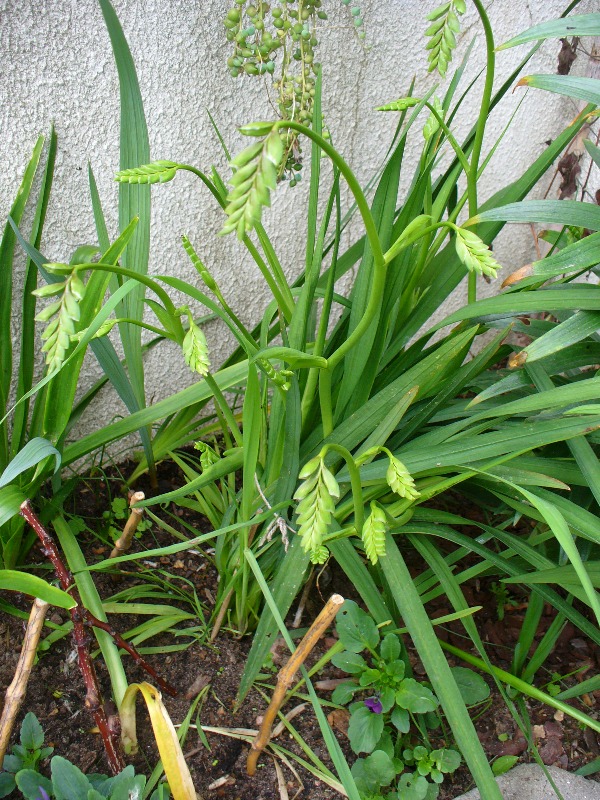 [freesias.JPG]