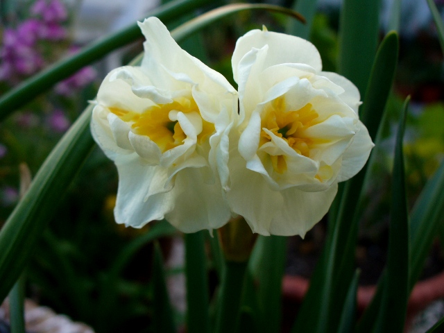 [narcisos+27abr07.JPG]