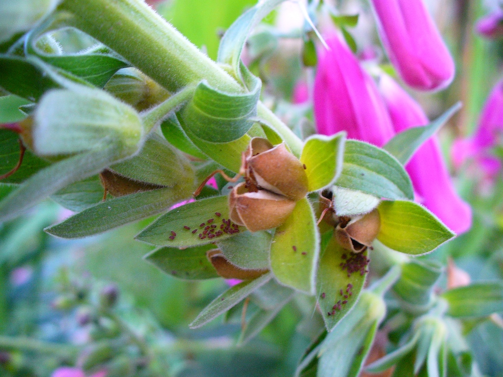 [digitalis+6jun07.JPG]