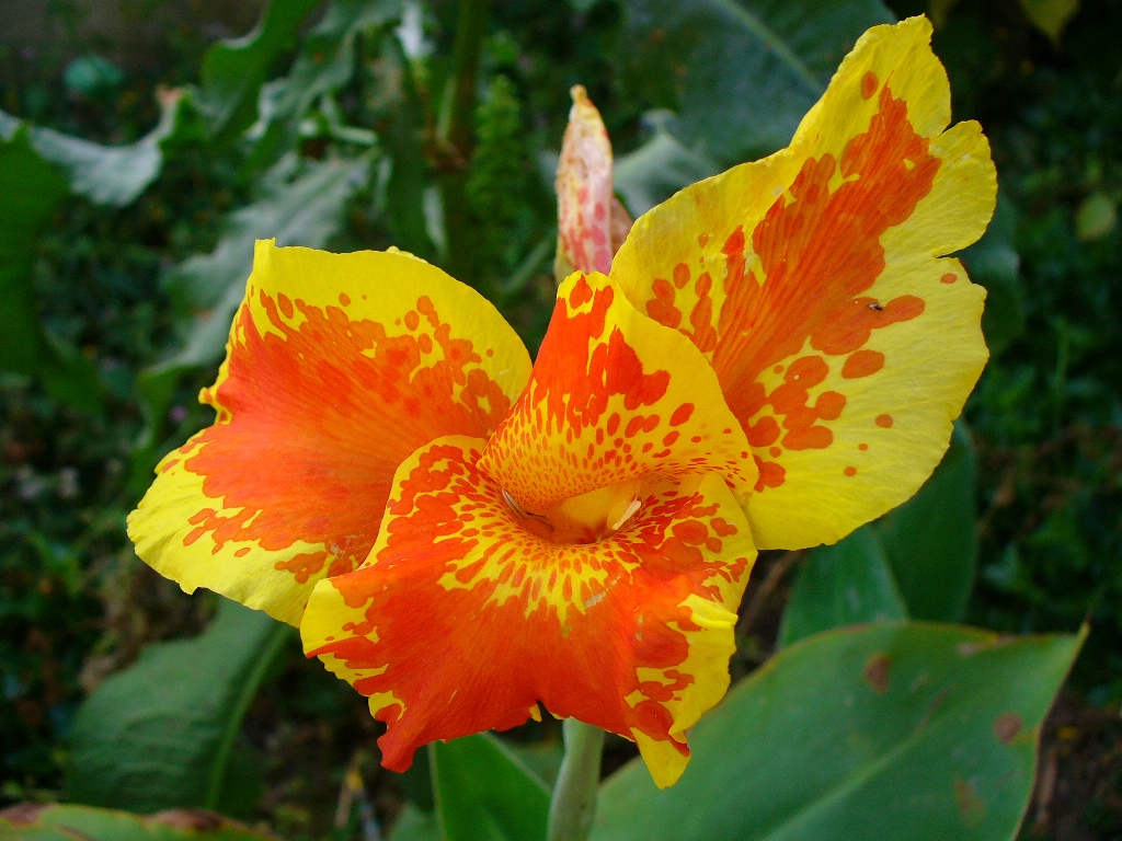 [canna+12jun07.JPG]