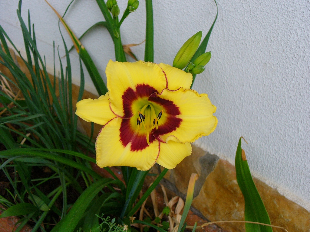 [hemerocallis+12jun07.JPG]