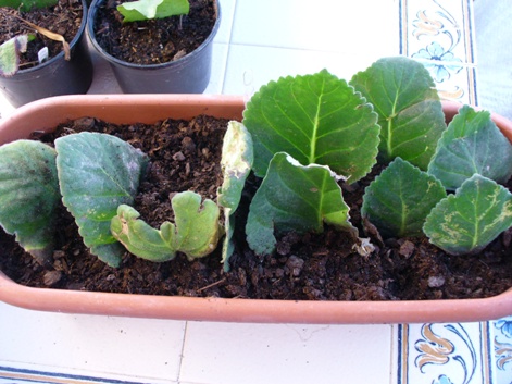[folhas+gloxinias+2ago07.JPG]