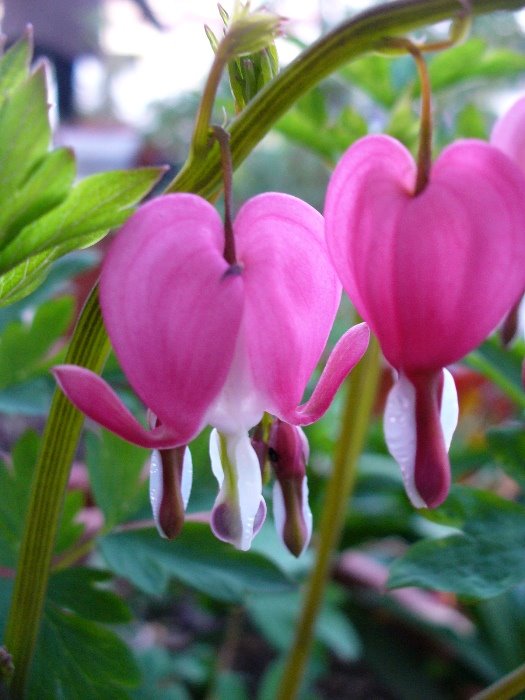 [Dicentra2.JPG]