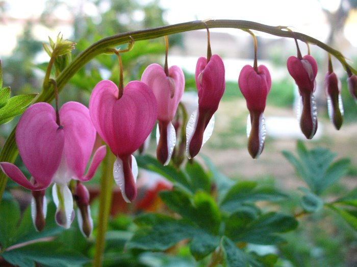 [Dicentra1.JPG]