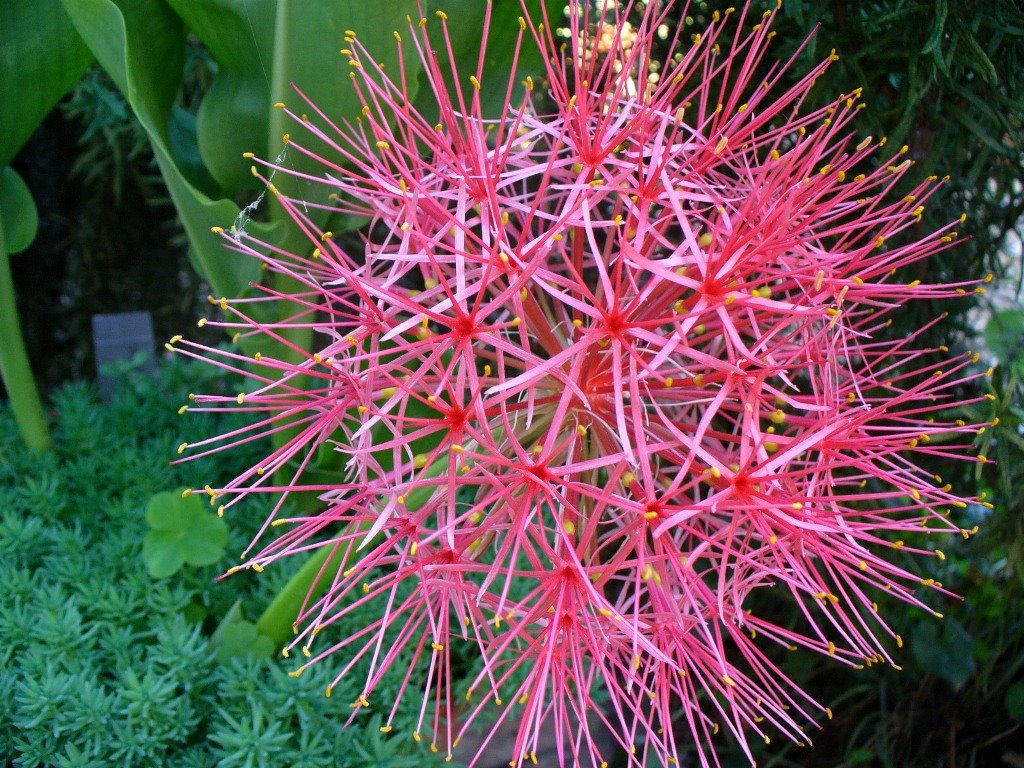 [scadoxus+9jul09.JPG]