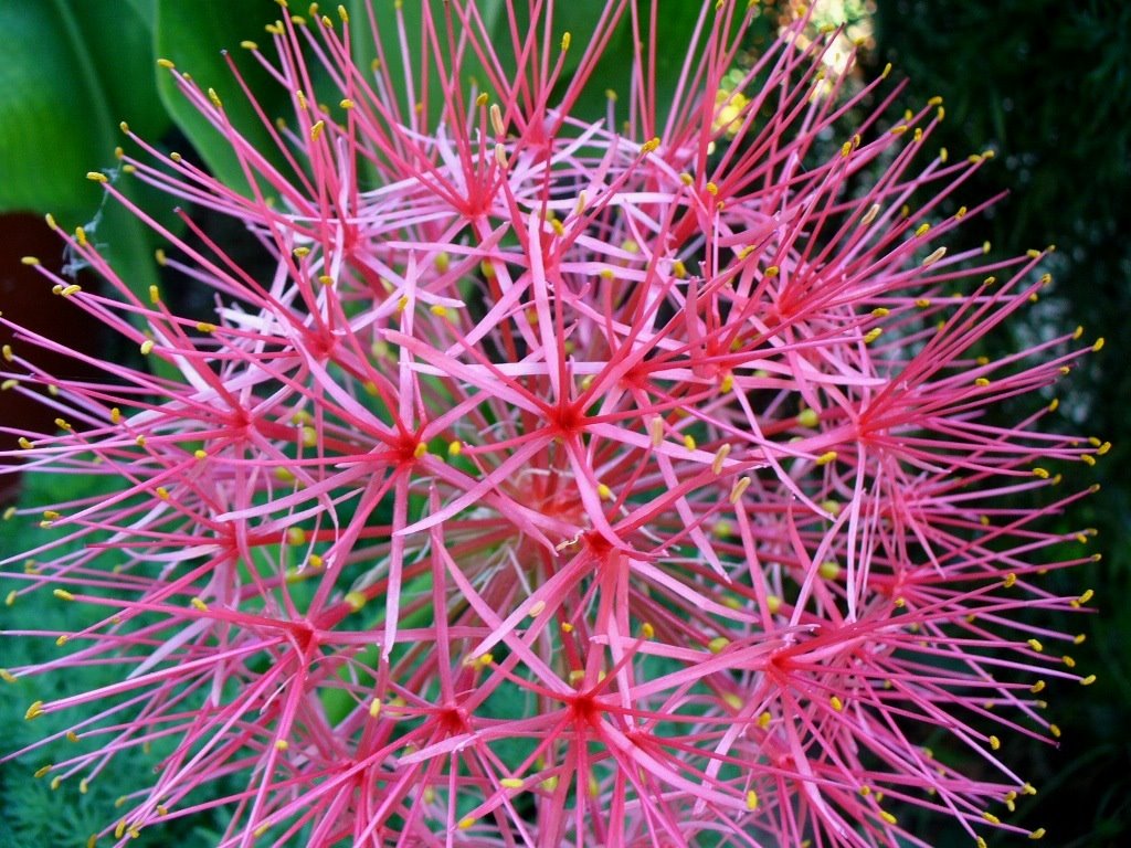 [scadoxus1+9jul09.JPG]