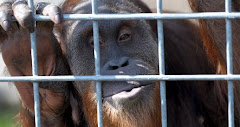 Whistling Orangutan Brings out CD of Songs