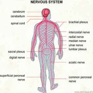 nervous system   to coordinate