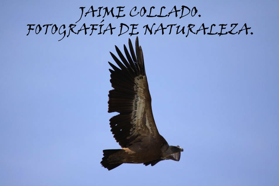 JAIME COLLADO.  FAUNA SALVAJE
