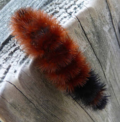 The Wooly Worm Forecast for Winter 2008 2009
