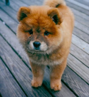 Chow Chow