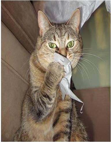 sneezing cats related keywords suggestions sneezing cats long tail keywords sneezing cats related keywords suggestions sneezing cats long tail keywords