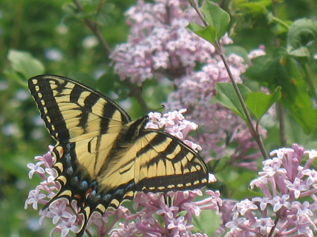 Tiger Swallowtail