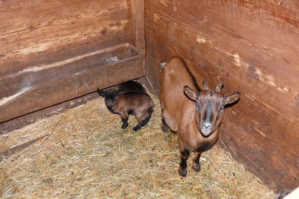 [cabrita1512092.jpg]