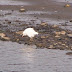 Cattle Egret -- Newport