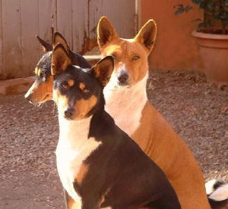 African Basenji