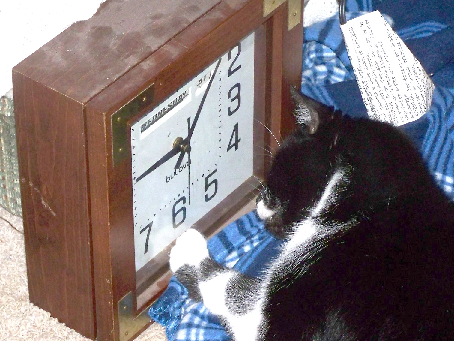 Cat O'clock