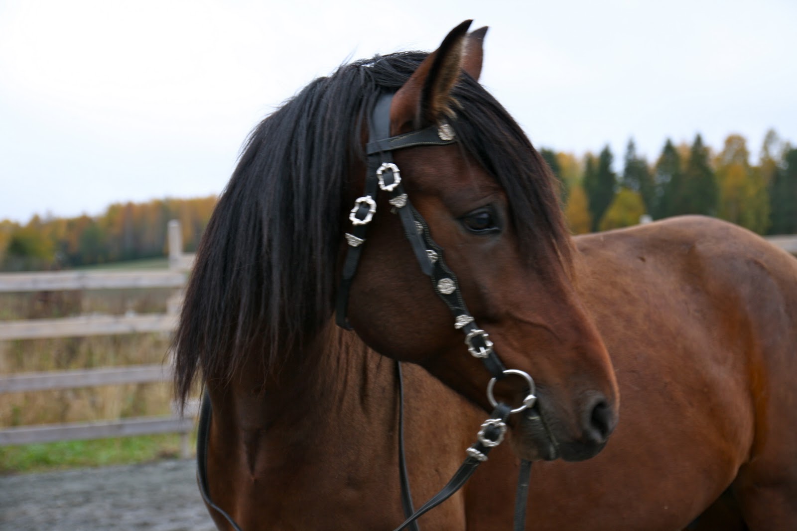 Life, the Universe and Everything Spanish tack