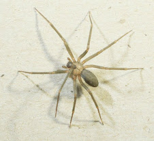 SOLUXION: ARAÑA DE RINCÓN