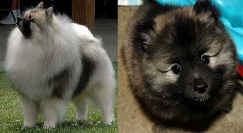 anjing keeshond