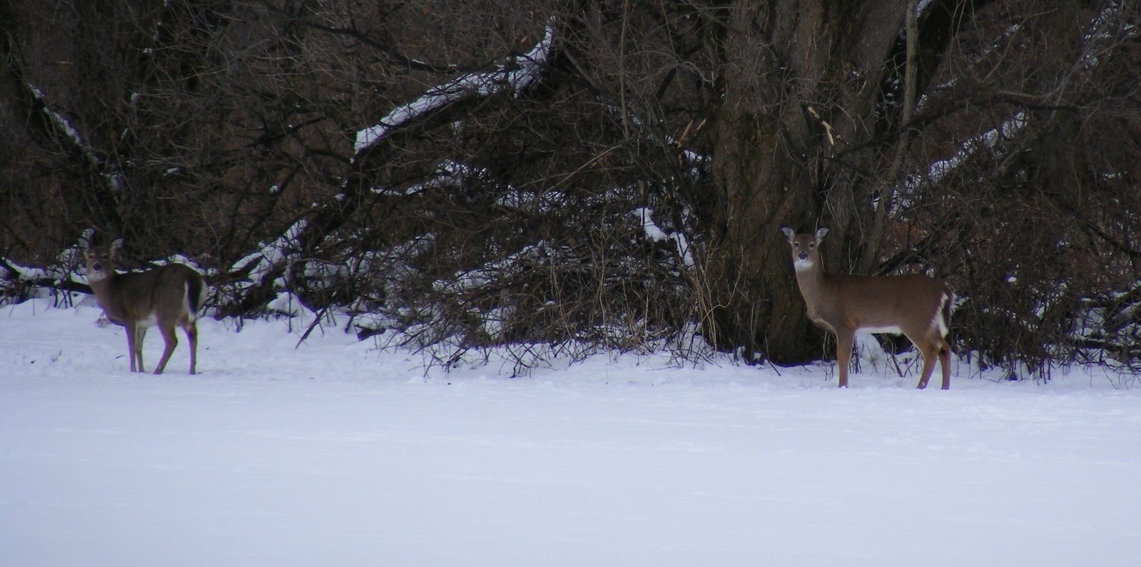 [CroppedDeeratStatePark010108.JPG]