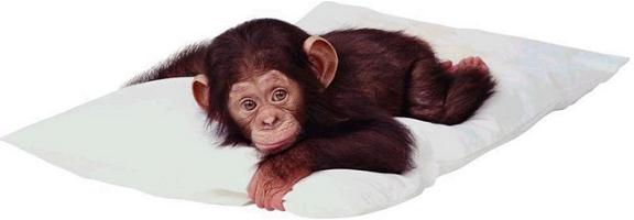[macaco1.jpg]