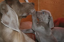 GHOST''S COM SEUS NOVOS DONOS