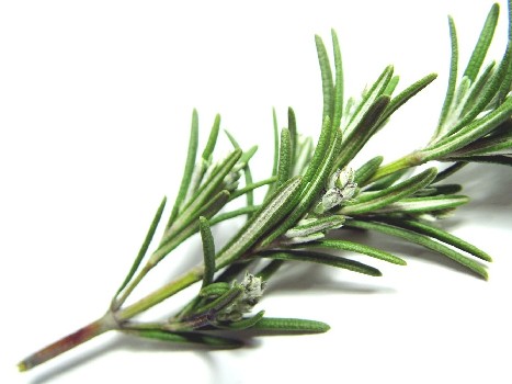 http://2.bp.blogspot.com/_WTjYoLcSJE8/TToGefYc_7I/AAAAAAAADLQ/2Se2zxJjeKQ/s1600/Rosemary.jpg