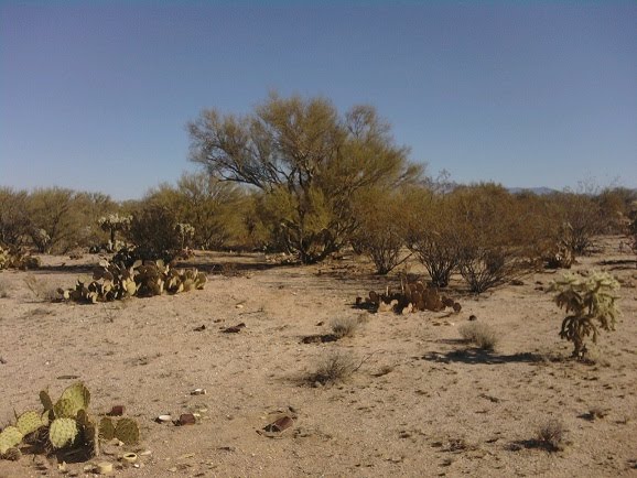 Nice Tree at Fantasy Island