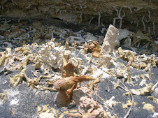 Algas fósiles en Sacaco