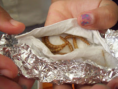 GUSANOS DE AVENA...¿TE GUSTARÍA PROBARLOS?