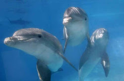 Delfines del Acuarium
