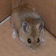 [mouse.jpg]