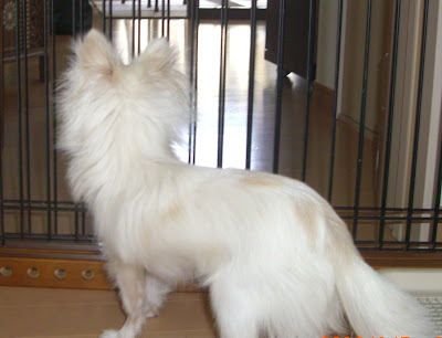 ロングコート チワワ 子犬