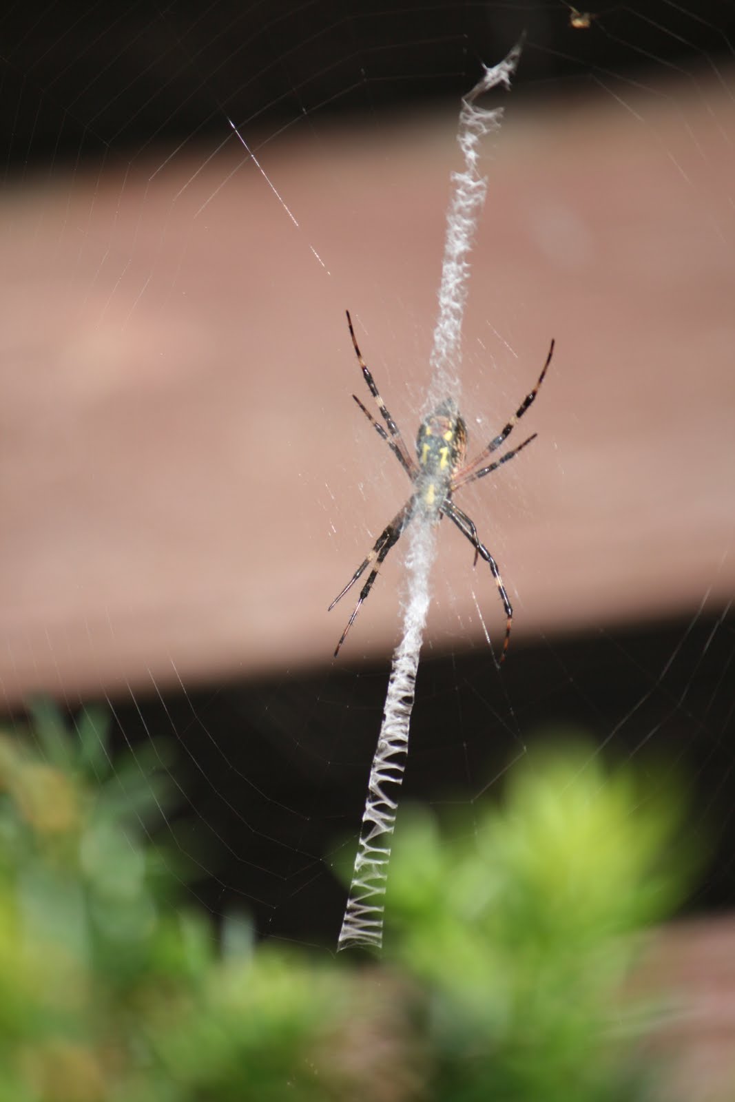 Mandy's Digital Scrapbook Inspirations A Zipper Spider